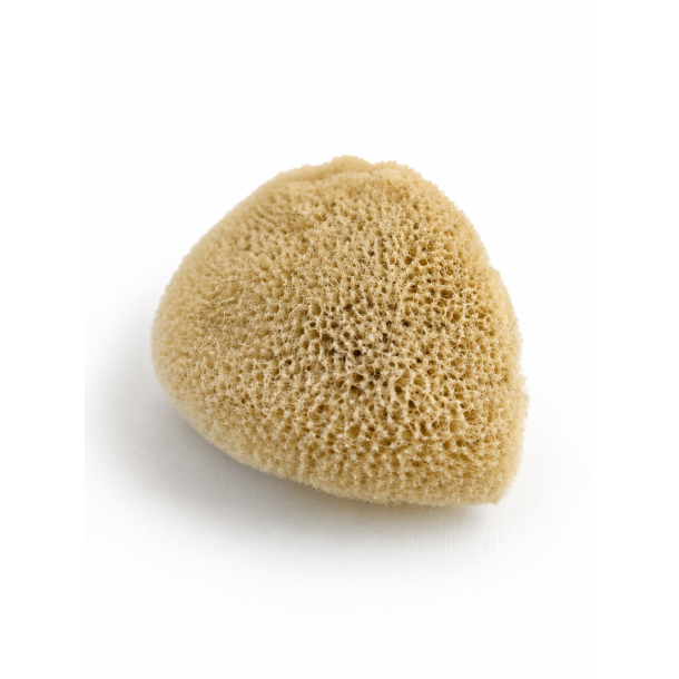 Elephant Ear Sponge 4�6 cm