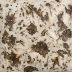 SW-155 Winter Wood�