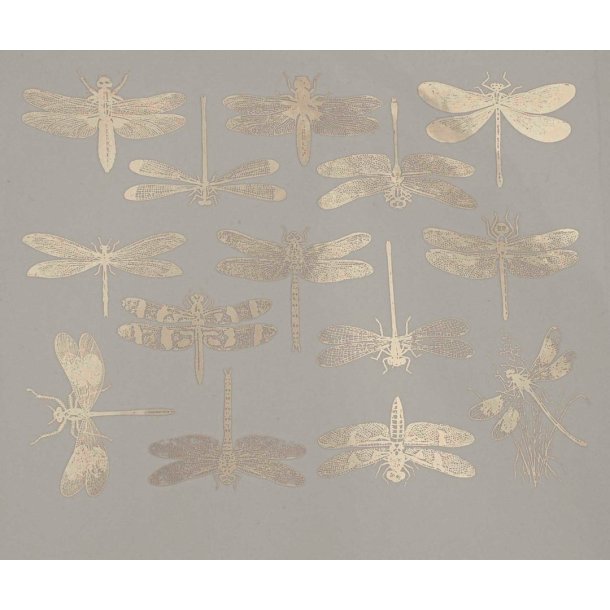 Dragonfly  - Platinum