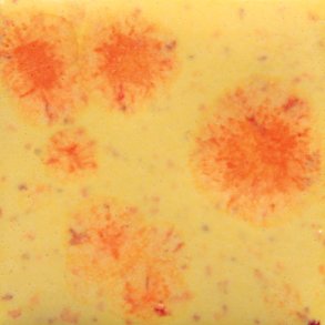 S-2729 Citrus Splash